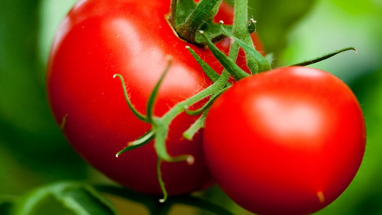 tomaatin kasvatus parvekkeella