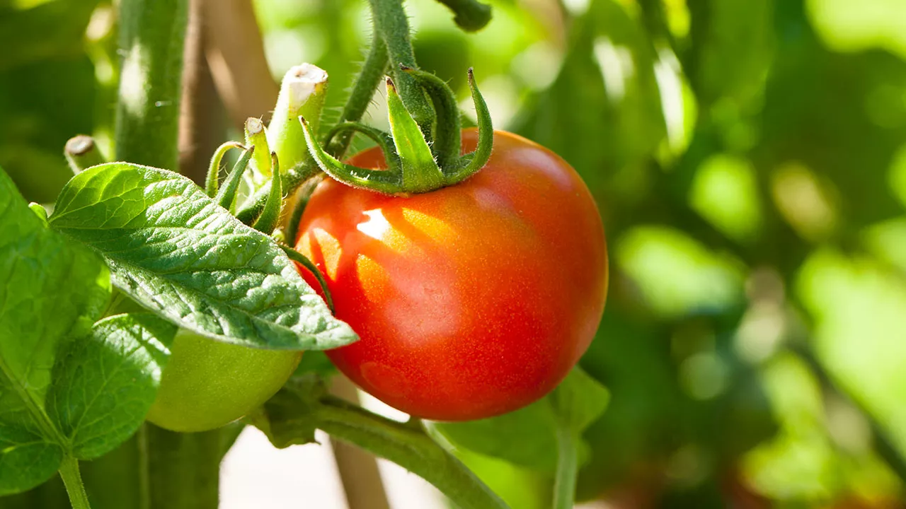 Tomaatin varkaat kannattaa poistaa, jotta tomaatit kasvavat kunnolla.