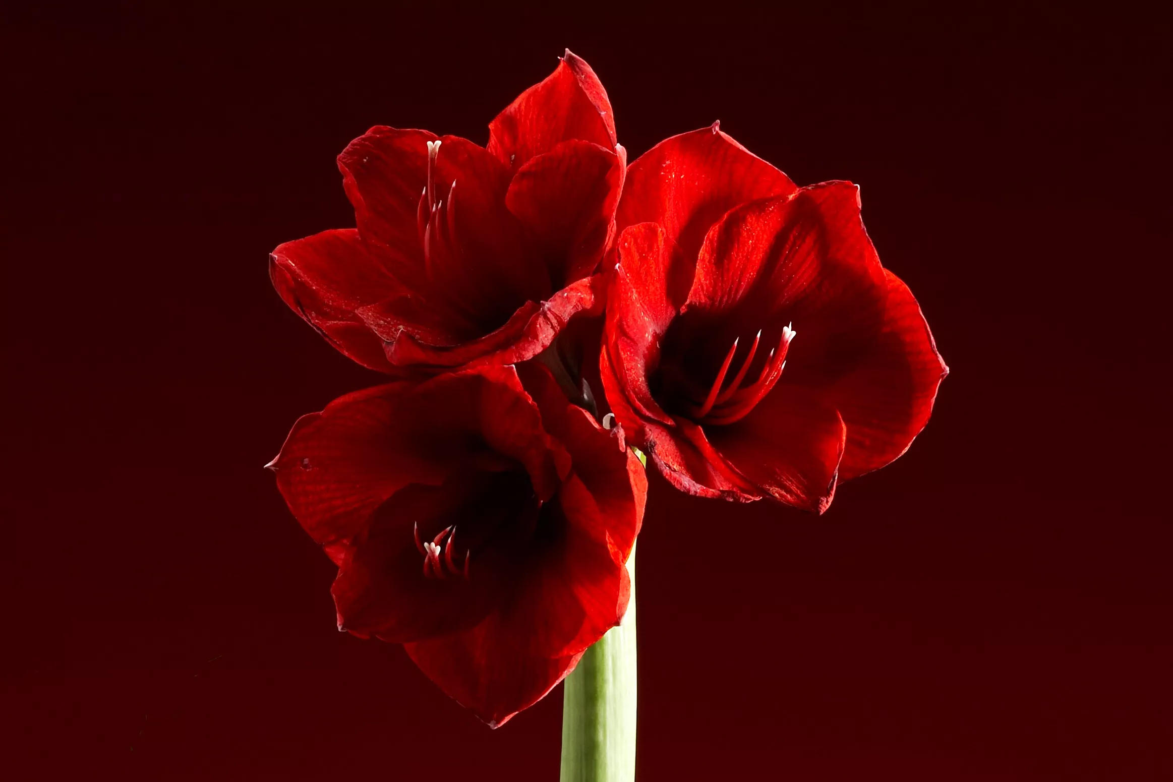 Punainen amaryllis täydessä kukassa