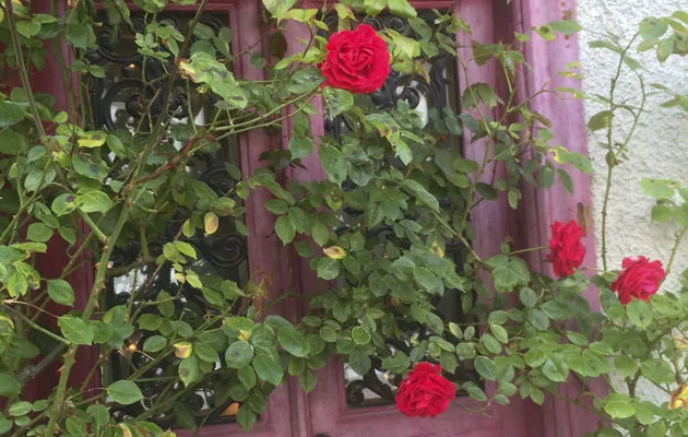 Ruusuja Visbyssä Gotlannissa