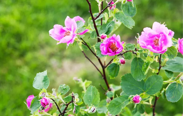 Tarhurin tusina upeita ruusulajikkeita – tutustu ja perusta oma ruusutarha  