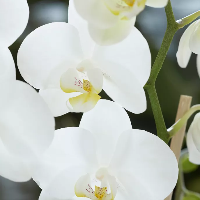 Orkidea kukkii monessa eri värissä.