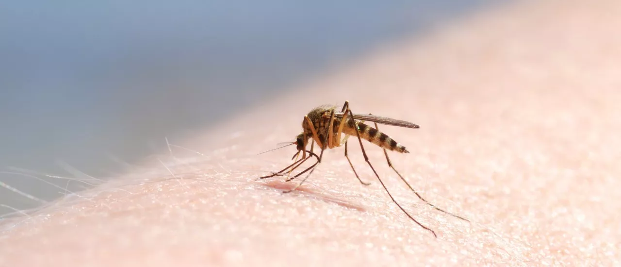 Miksi hyttynen imee verta toisista enemmän kuin toisista?
