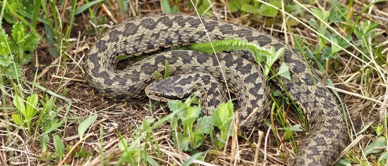 Kyy on Suomen ainoa luonnonvarainen myrkyllinen käärme.