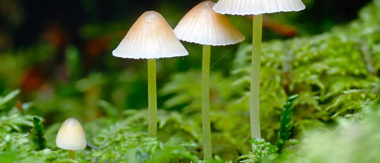 Keltajalkahiippo – sienimetsän kummajainen