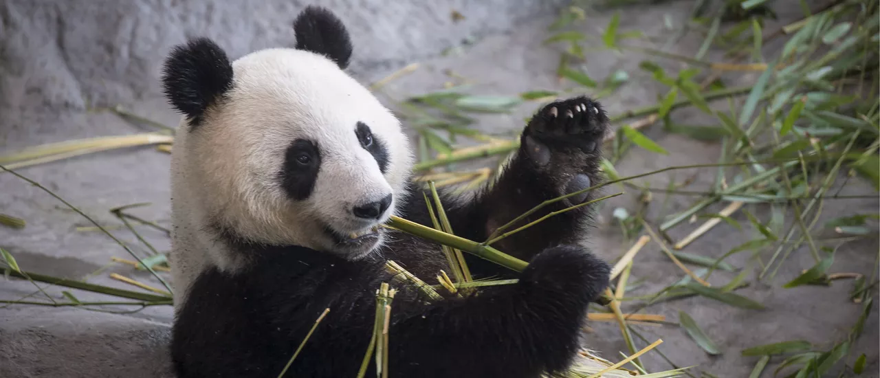 Lumi-panda syö bambua