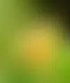Jättikukkainen, ruosteenkeltainen Airin keltainen -daalia