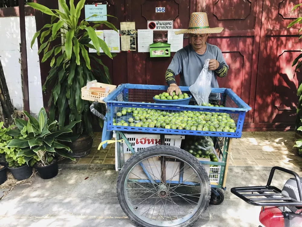 Vihreä papaija – tutustu ja opettele käyttämään sitä oikein 