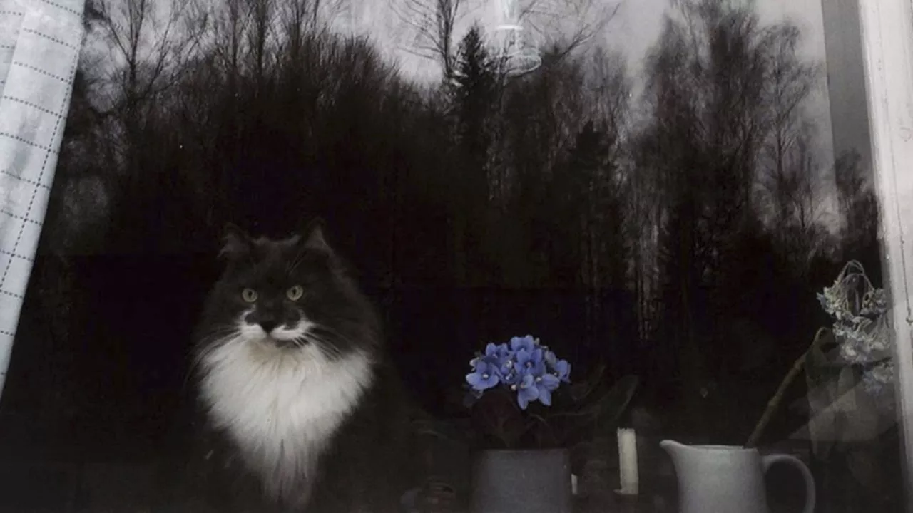 Hauska kissavideo on kuvattu suomalaisesta Rapsu-kissasta.