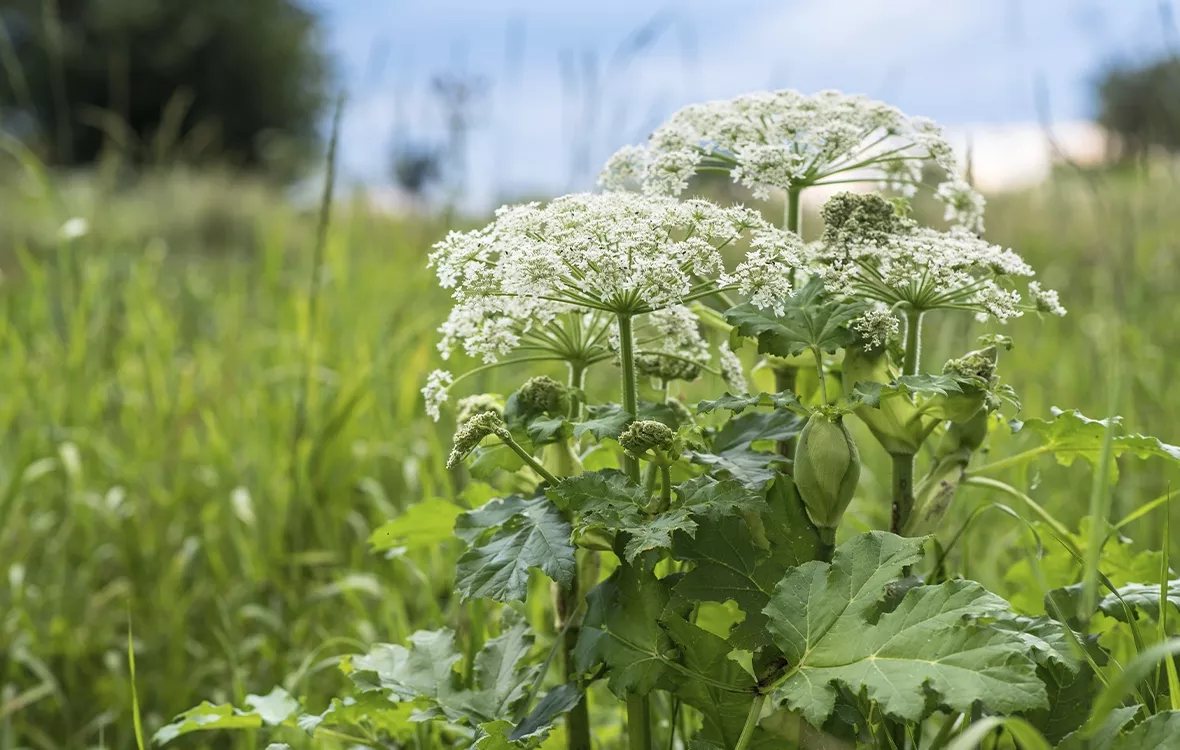 Myrkylliset kasvit luonnossa – 5 ihmiselle hengenvaarallista kasvia