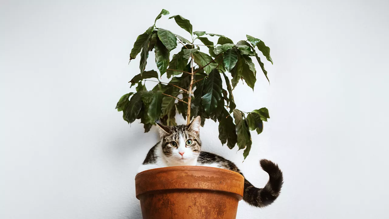Myrkylliset kasvit kissalle on syytä pitää kaukana kissan ulottumattomissa.