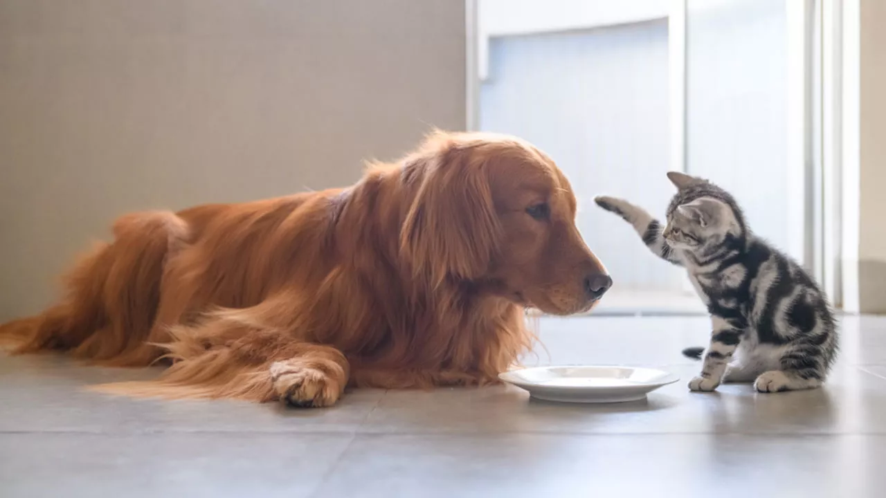 Kissalle koiranruokaa