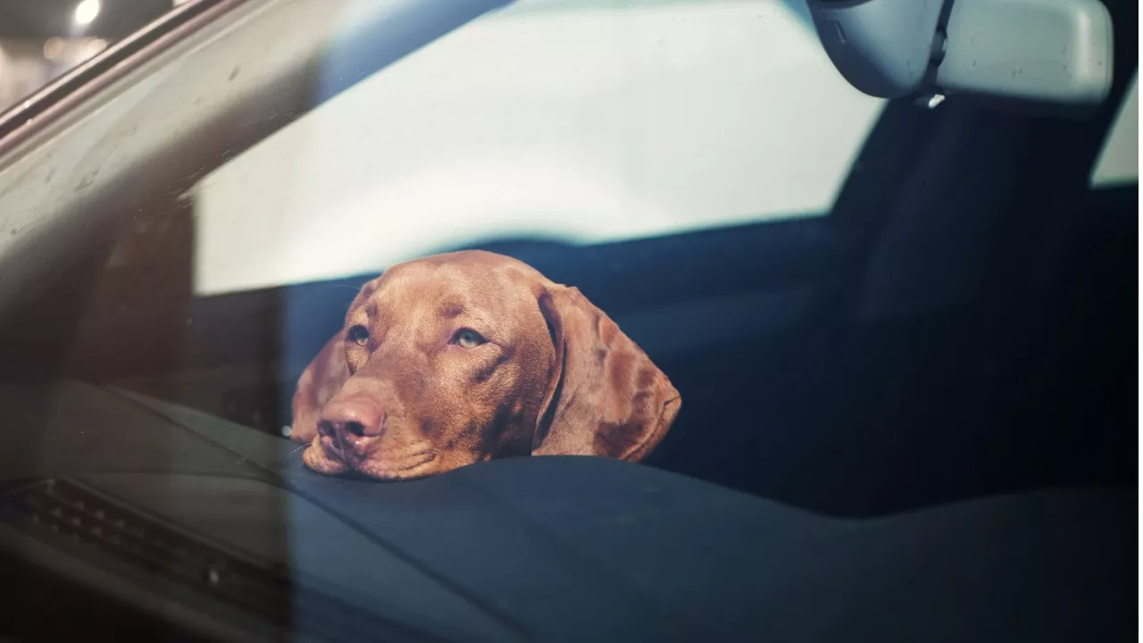 Koira autossa