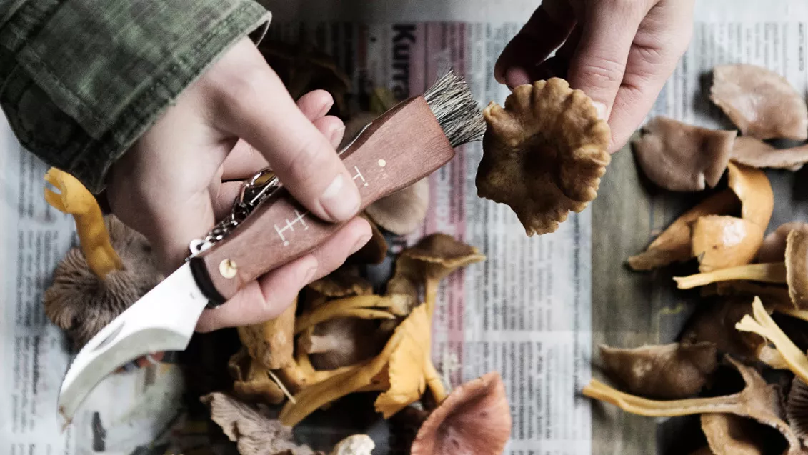 Sienien puhdistus on helpointa hyvällä sieniveitsellä.
