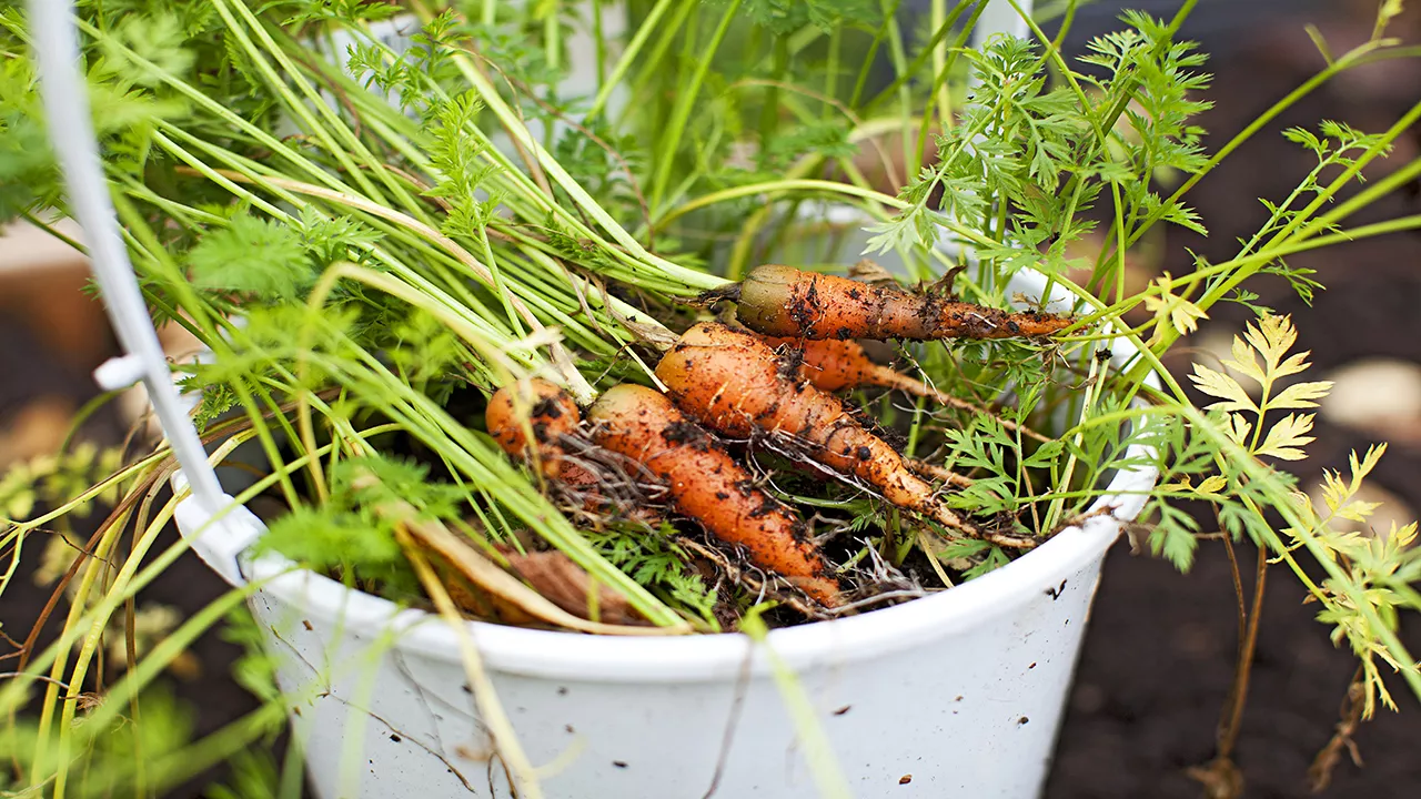 Porkkanoiden säilytys yli talven