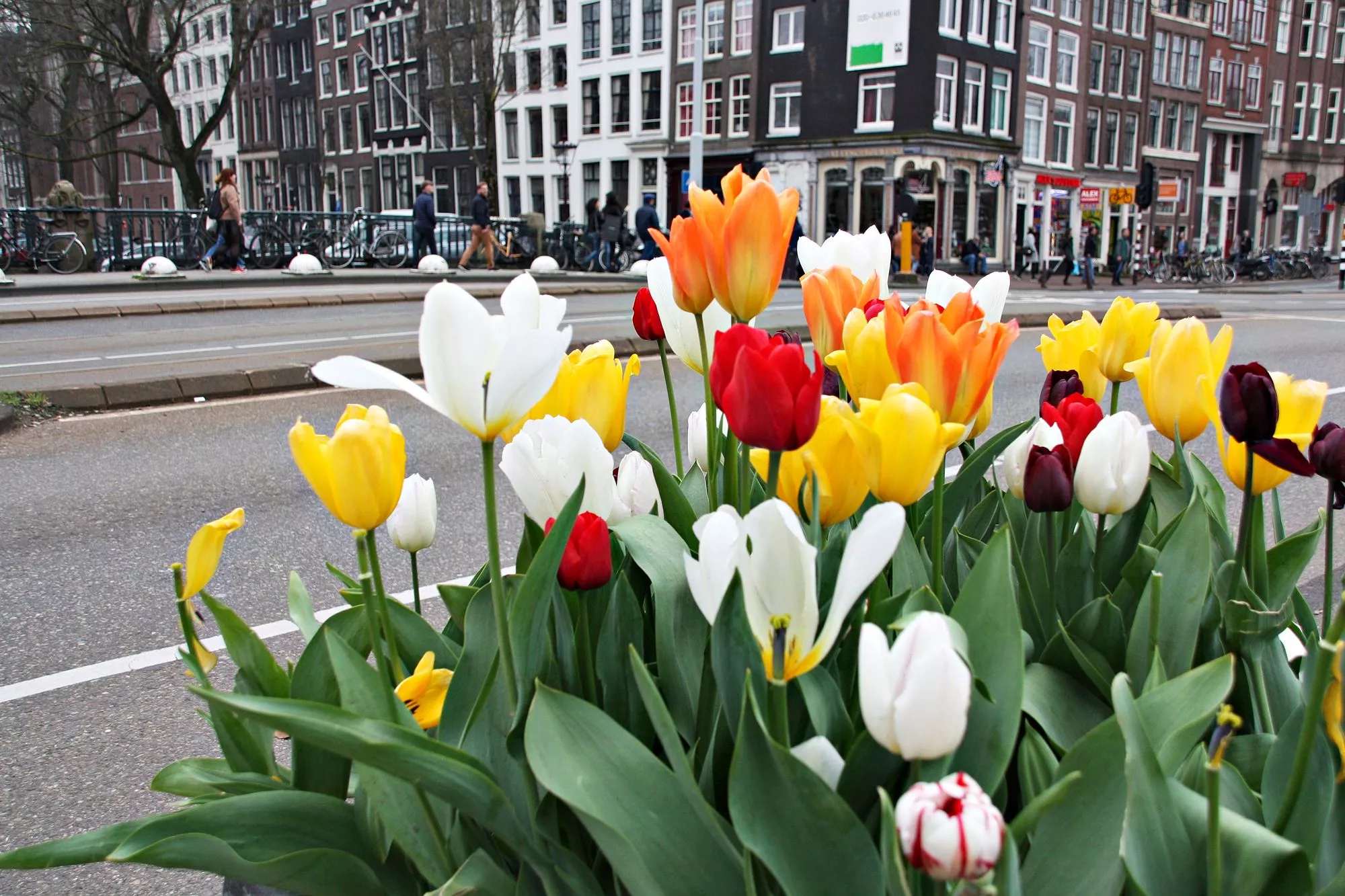 Tulppaanifestivaalien motto ”Tulppaani jokaiselle kaupunkilaiselle” värittää Amsterdamin huhtikuun.