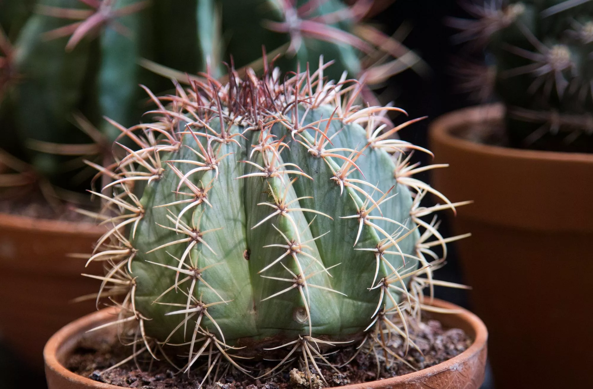 Kaktuksen hoito on helppoa ja sopii jopa hieman hajamielisille kastelijoille.