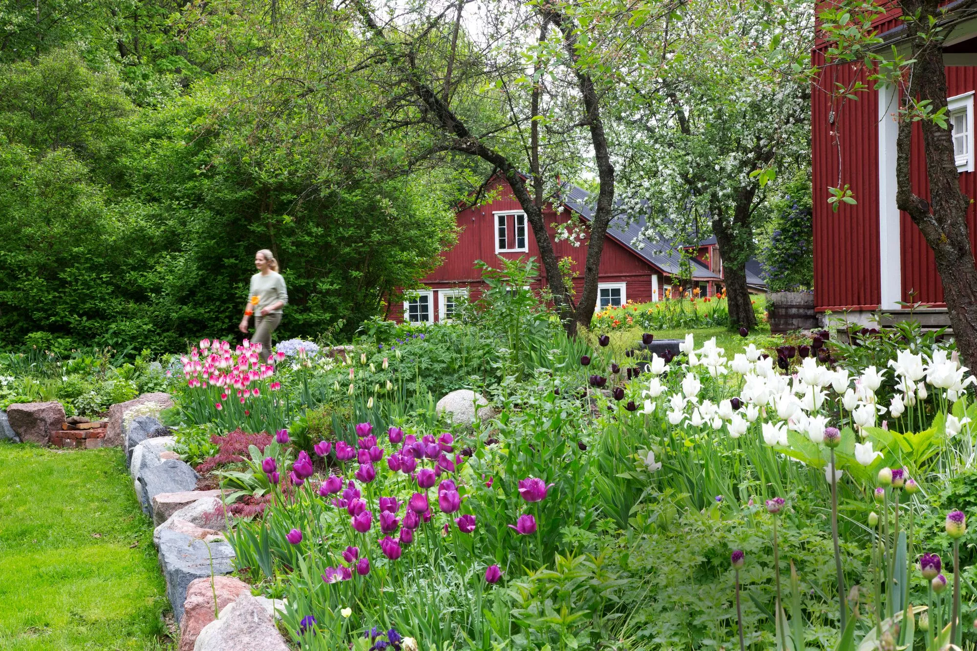Tulppaanilajikkeet tuovat alkukesän puutarhaan väriloistoa.