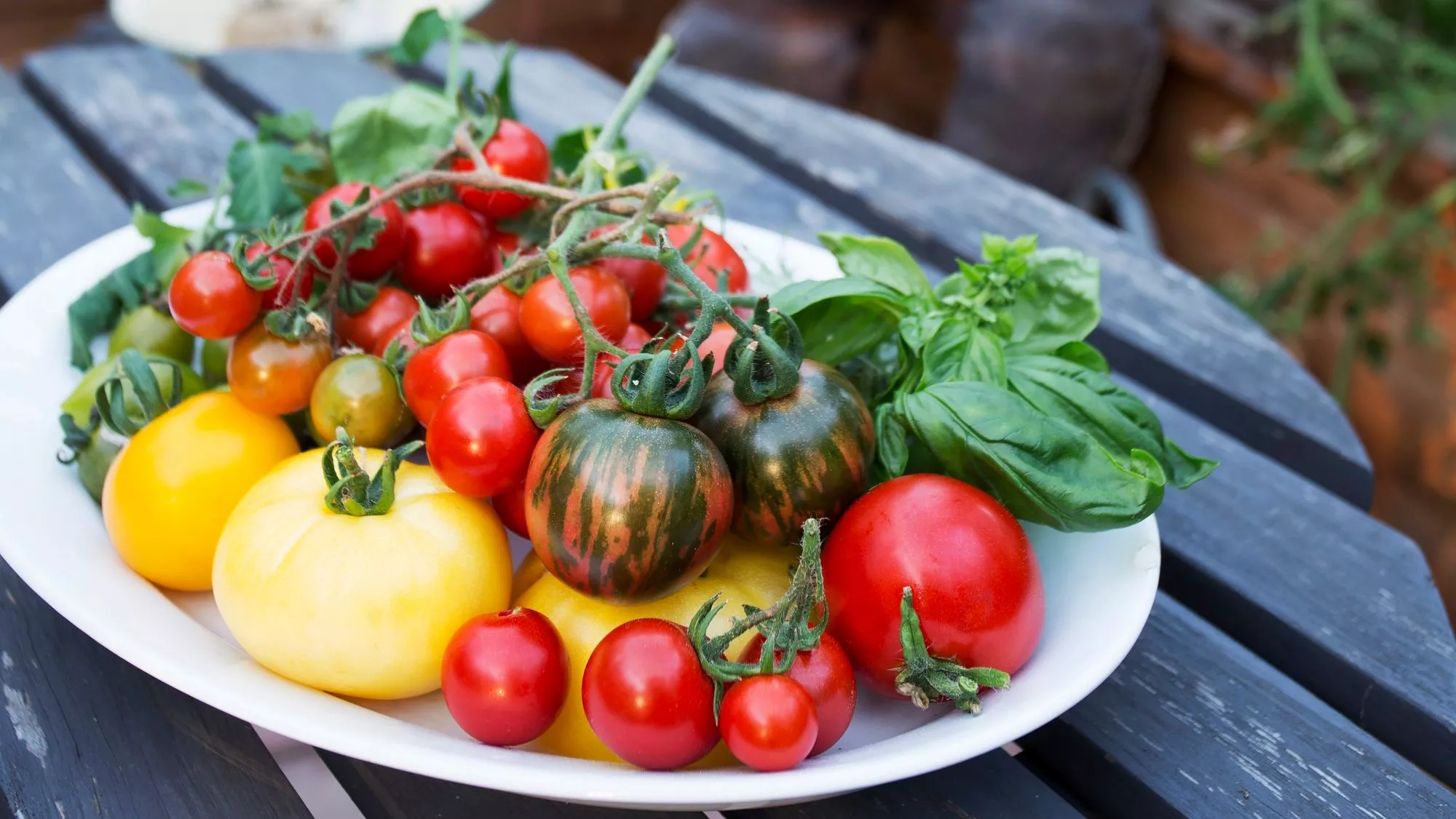 Tomaattilajikkeet näyttävät hyvin erilaisilta keskenään.