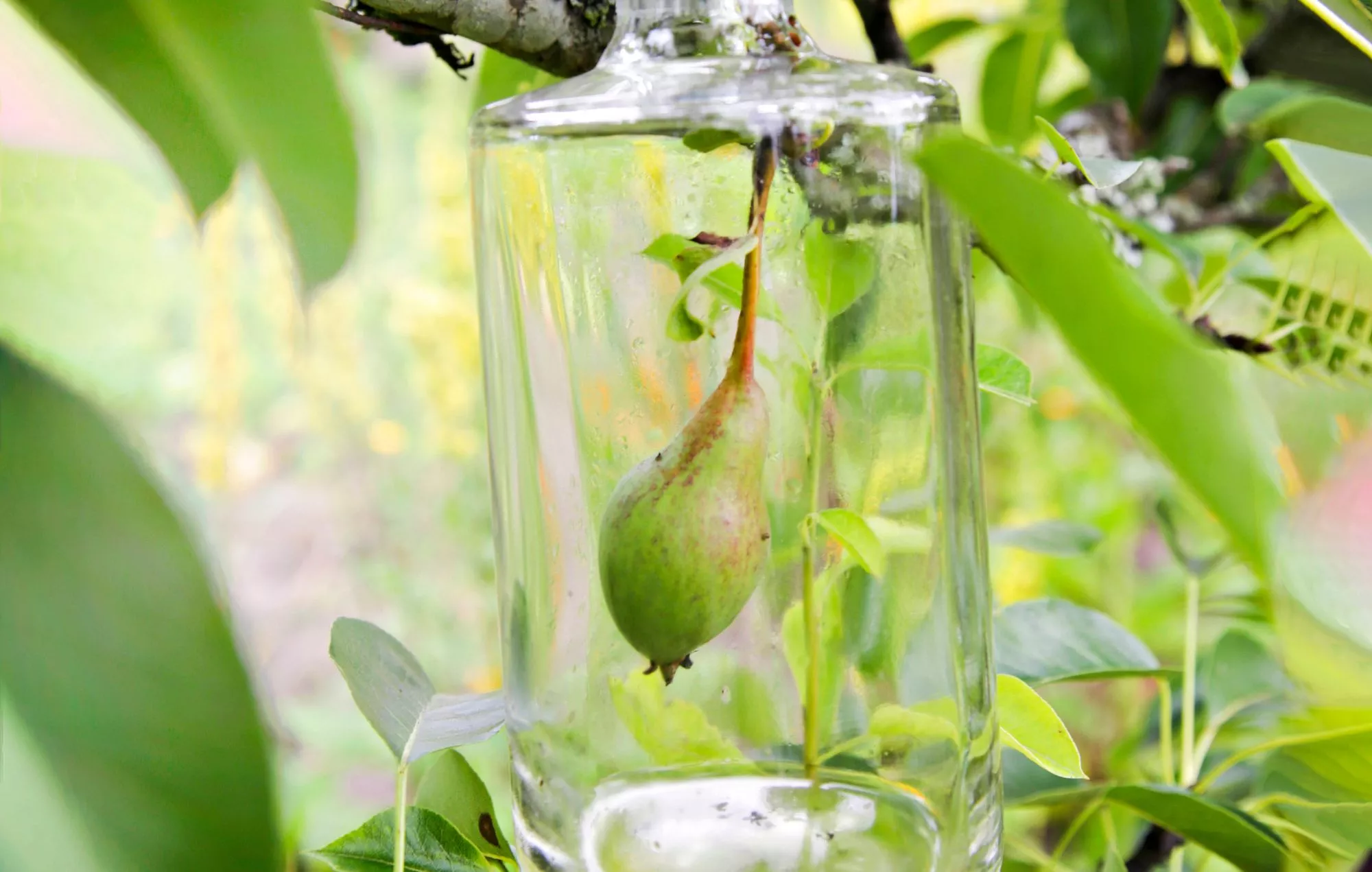 Pullopäärynä kypsyttää hedelmän suoraan lasipullon sisään.