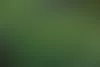 Kevätlinnunsilmän laajat kasvustot tuikahtelevat vihertävän keltaisina  lähdepuron partaalla vuokkojen kukkimisen aikoihin. Elämänmäki, Mänttä-Vilppula. Kuva: Timo Nieminen