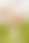 Pelargonin lajikkeet: Ruusunnuppupelargoni ’Appleblossom’