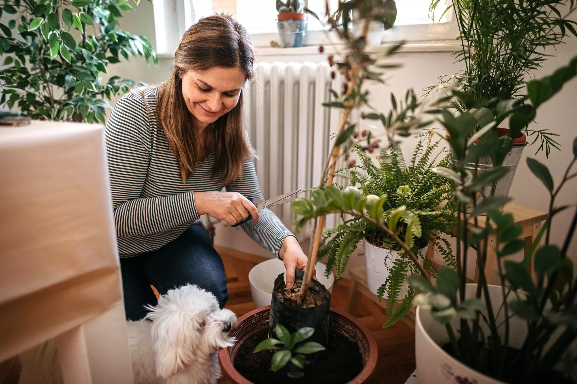 Koiralle myrkylliset huonekasvit – ota lista talteen 