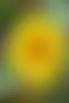 Syväjuurinen auringonkukka muokkaa juurillaan kovaakin maata. Kasvuston voi syksyllä kääntää maan sekaan maata kuohkeuttamaan.
