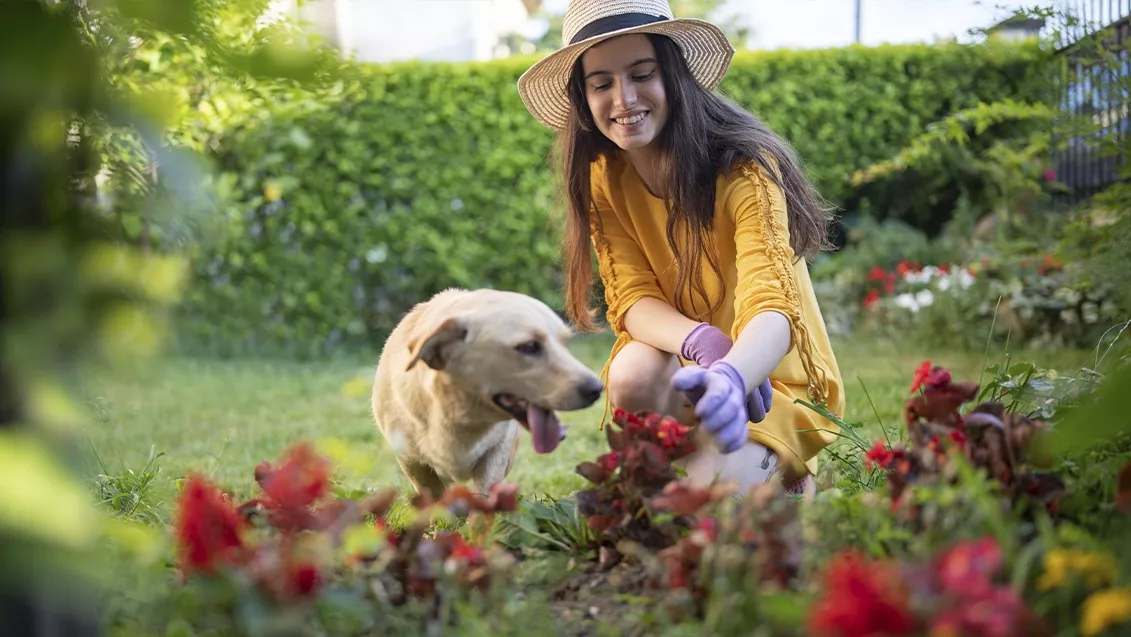 Puutarhanhoidon terveysvaikutukset: 15 minuuttia puutarhassa vähentää stressiä