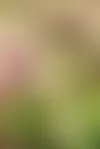 Kiinanasterin kauniit kukat ovat kerrannaisia ja runsaita. Siemenet kylvetään esikasvatukseen maalis-huhtikuussa, mutta taimia on myös melko yleisesti saatavilla. Kukinta alkaa yleensä heinäkuulta ja kukkaloistoa riittää pakkasiin asti.