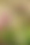Kiinanasterin kauniit kukat ovat kerrannaisia ja runsaita. Siemenet kylvetään esikasvatukseen maalis-huhtikuussa, mutta taimia on myös melko yleisesti saatavilla. Kukinta alkaa yleensä heinäkuulta ja kukkaloistoa riittää pakkasiin asti.