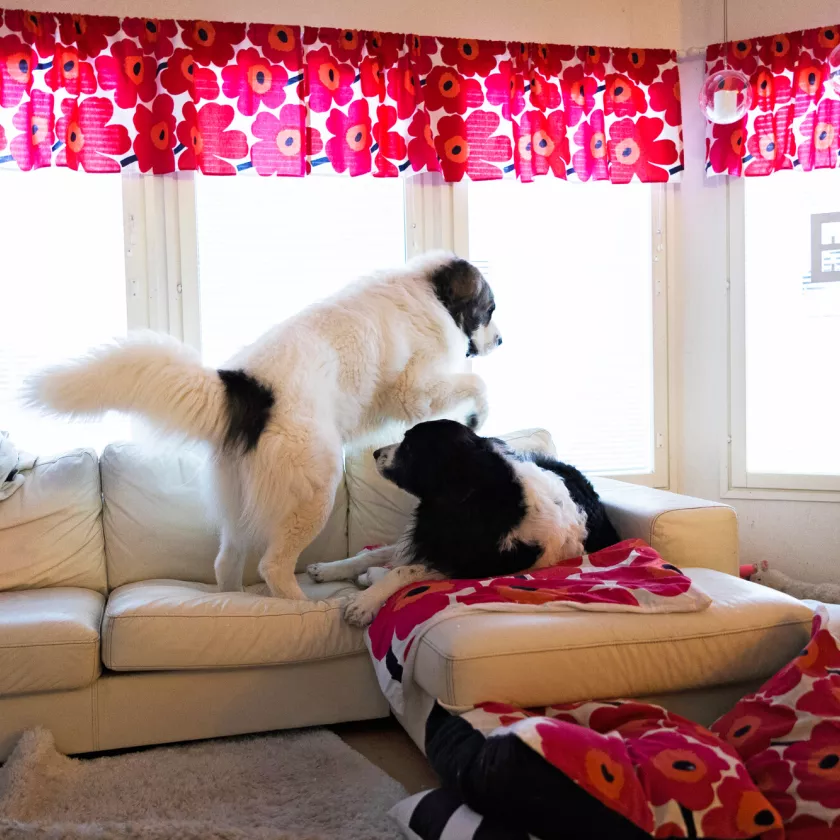 Tuisku ja Elle rakastavat peuhata Kuittisten kodin valkoisilla nahkasohvilla.