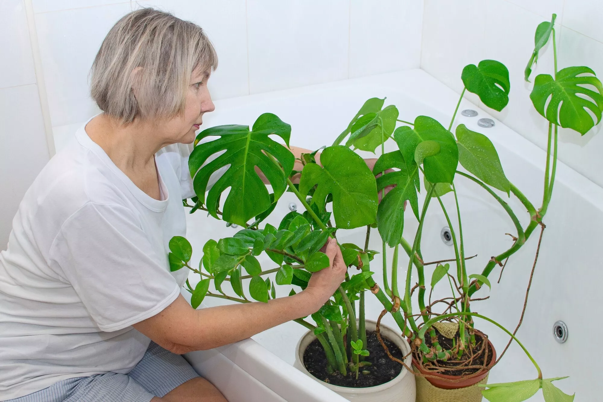 Nainen vaihtaa huonekasvien multaa kylpyhuoneessa