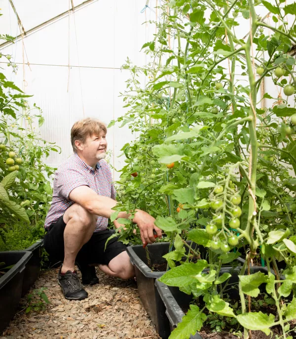 Isäntä Mikaelin kasvihuoneessa kasvaa muun muassa tomaattia ja salaattia.