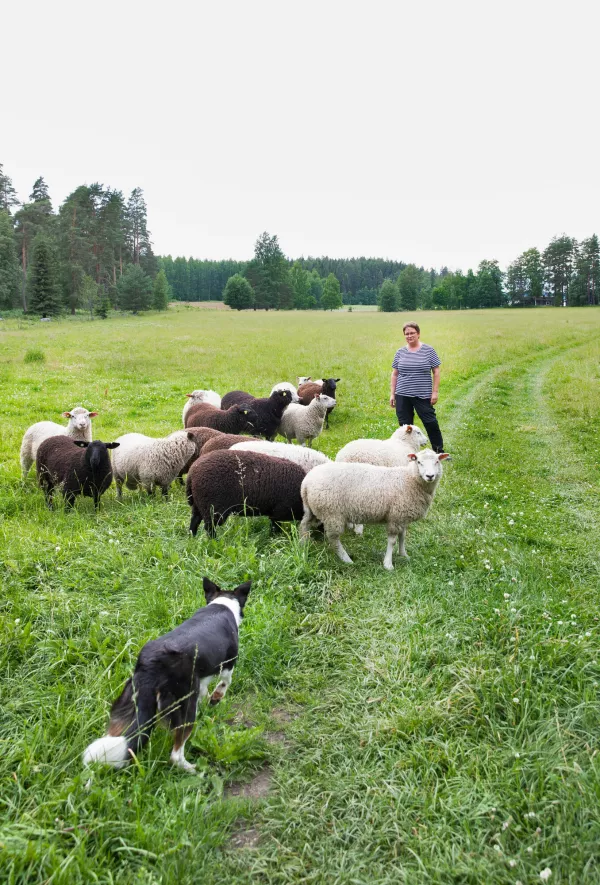 Susanna Nuutinen paimentaa lampaita Leya-koiran kanssa.
