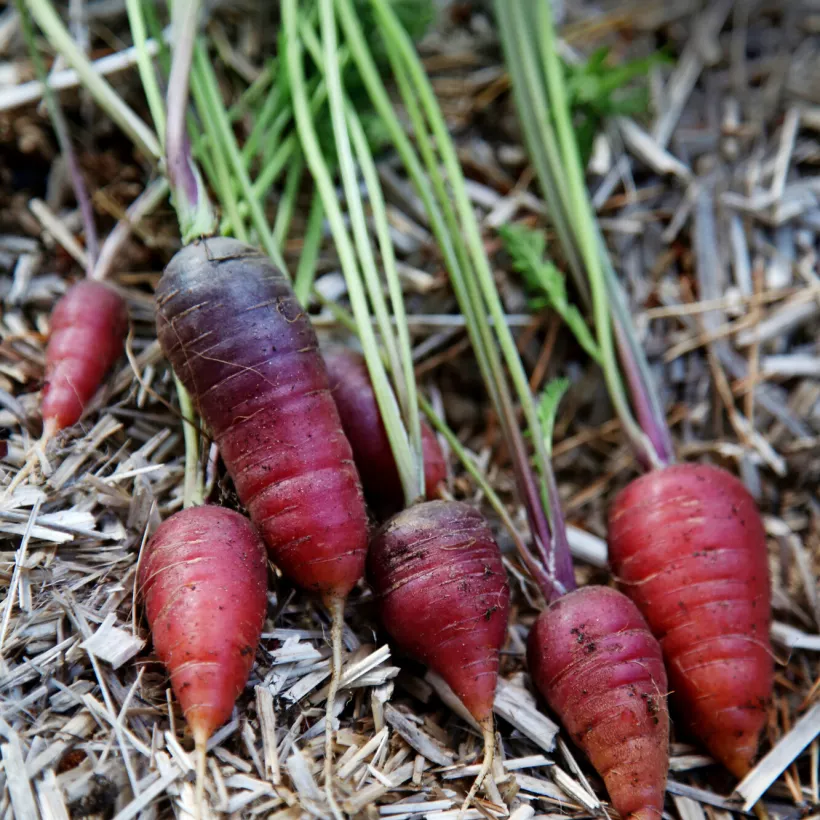 Matalat porkkanalajikkeet soveltuvat myös ruukkuviljelyyn. Kuvassa ranskalainen punainen porkkanalajike ’Rouge Sang’, jonka kuori on punainen, malto tuttu oranssi.
