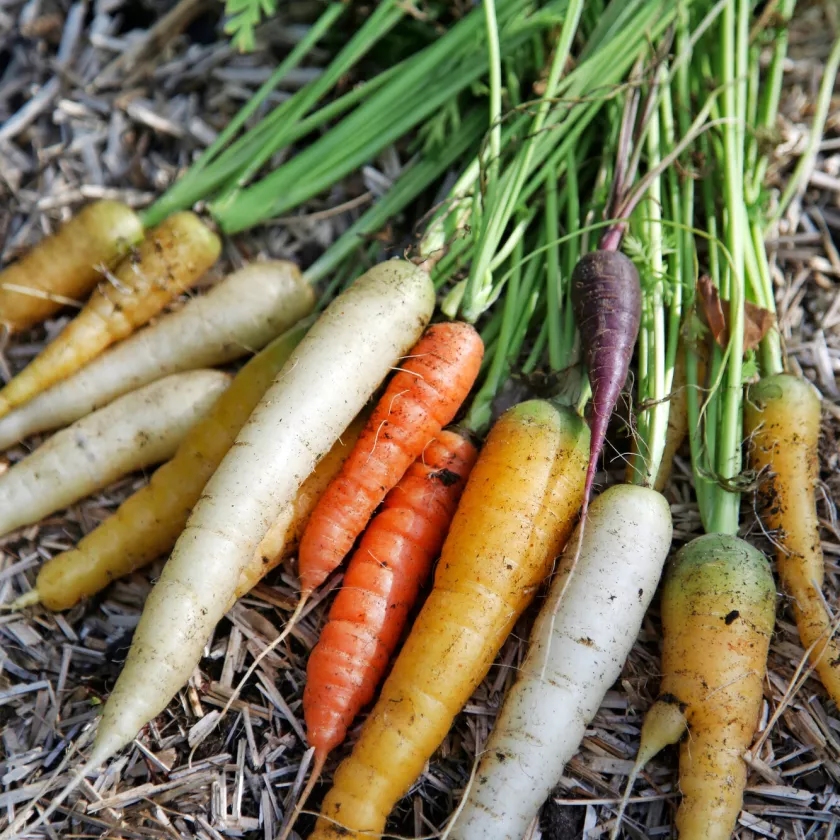 Porkkanan kasvatus mahdollistaa monen värisen sadon.