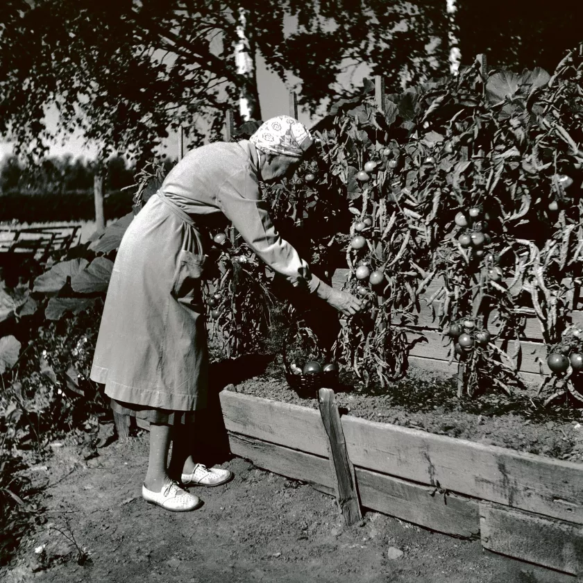 Aino Sibelius kerää vihanneksia koriin puutarhassaan 1940-luvulla.