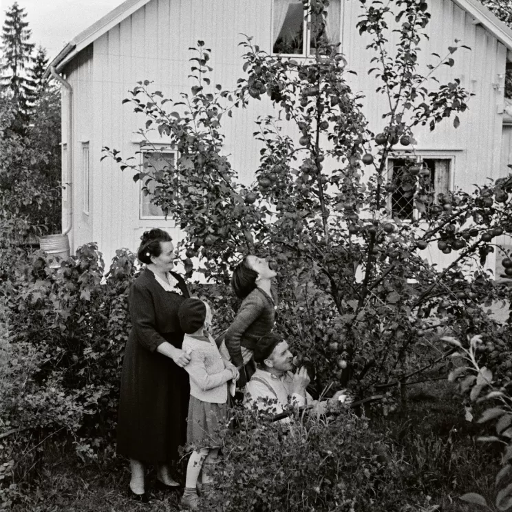 Rouva Tiainen, Jalmari Tiainen sekä kaksi tyttöä Tiaisten puutarhassa omenapuun alla vuonna 1954.