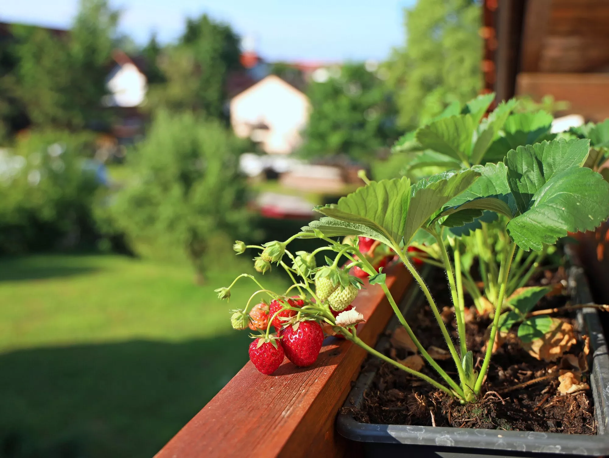 Faire pousser des cultures sur le balcon : 7 étapes importantes
