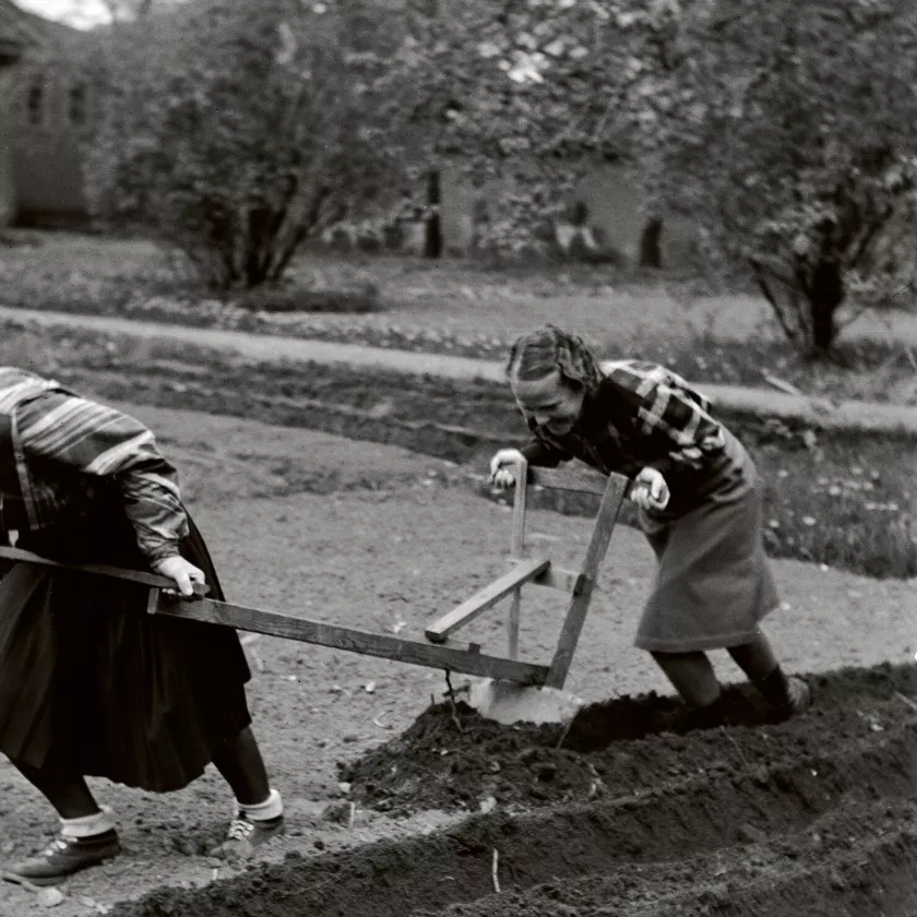 Vuonna 1940 Hilkka Vilppula kyntää Kansallismuseon pihalla sotavuosina ollutta puutarhamaataan.  Aarin suuruisia palstoja oli useilla museon työntekijöillä. 