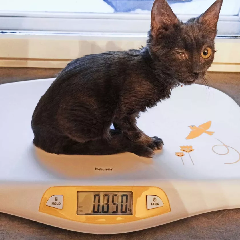 850 grammaa painanut, noin puolivuotias Leana-kissa vaa’an päällä.