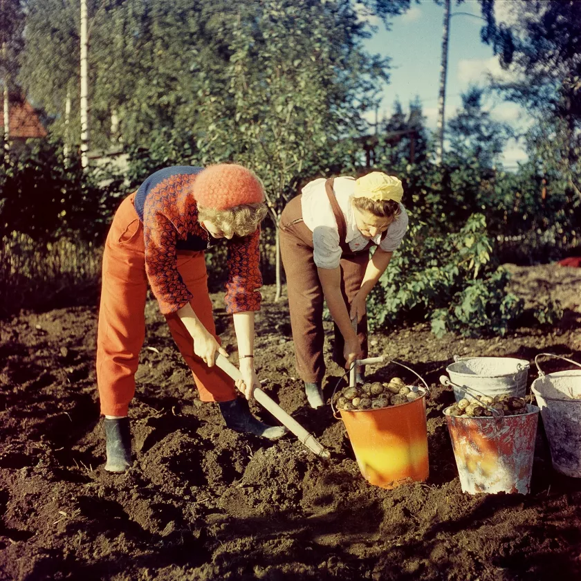 Naiset nostavat perunoita 1950-luvulla.