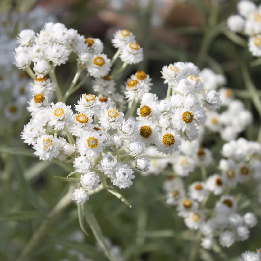 Valkoinen kukka: helminukkajäkkärä