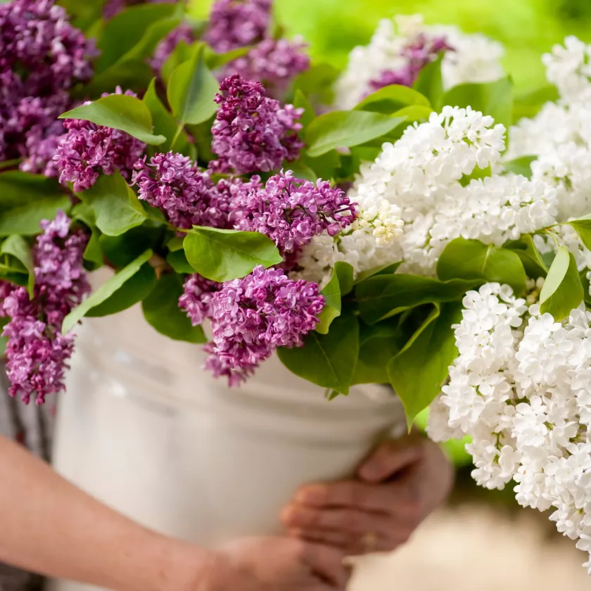 Valkoinen tai lila syreeni löytyy monen suomalaisen kotipihalta.