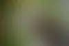 Väätäinen-koira pentuna viipurilaisessa koiratarhassa