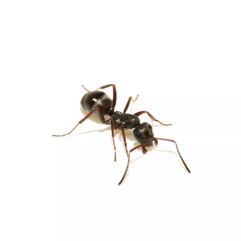 Sokerimuurahainen on noin 4 mm pitkä, musta muurahainen.