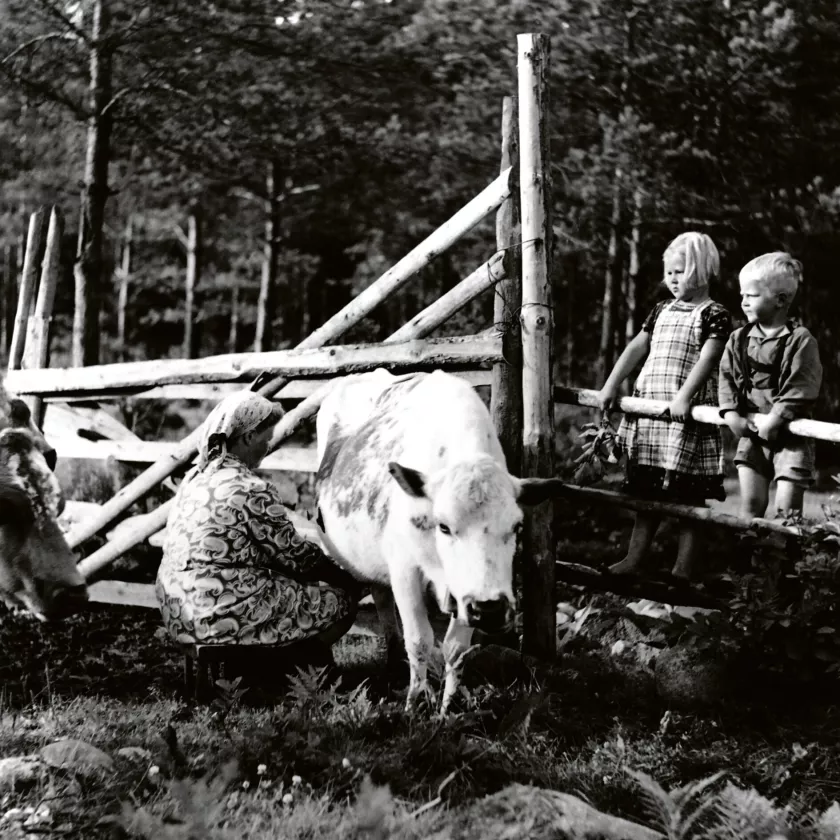 Kun lehmiä vielä lypsettiin ulkona käsin, lasten tehtävä oli kuljettaa lehmät laitumelle ja hätistellä hyttysiä ja paarmoja lehmien ja lypsäjän kimpusta.