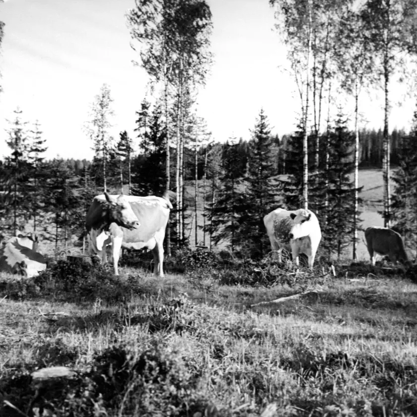 Lehmät ovat kuuluneet suomalaiseen maalaismaisemaan, mutta nykyisin niitä näkee pelloilla yhä vähemmän. Suuret navetat ja laidunmaiden pirstoutuminen sulkevat eläimet sisälle kesälläkin.
