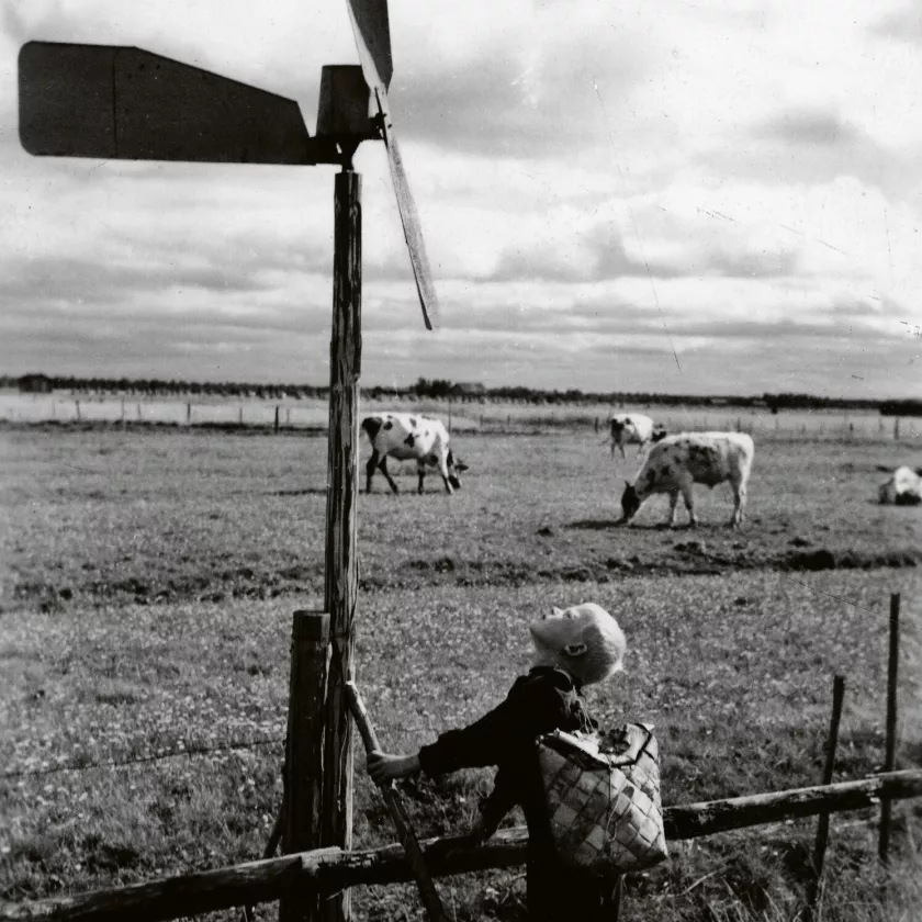 Tekniikka on aina vaikuttanut lehmien pitoon. Sähköpaimen vei työt paimenpojilta. Alan ammattilaisena Matti-poika tutustui moderniin keksintöön.